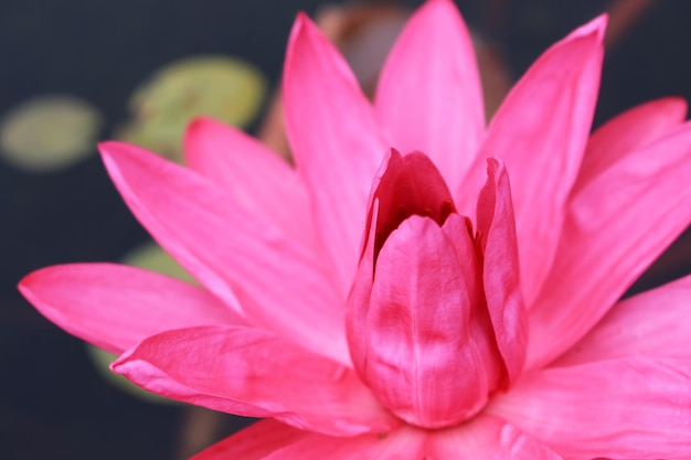 Zbliżenie różowego lotosu kwitnącego na świeżym powietrzu