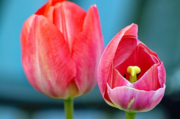 Zbliżenie różowego tulipanu
