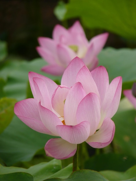 Zdjęcie zbliżenie różowej lilii wodnej lotosu