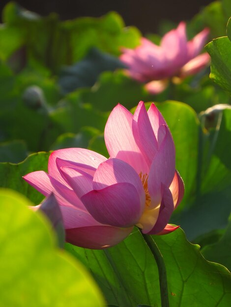 Zbliżenie różowej lilii wodnej lotosu