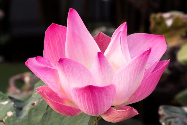 Zdjęcie zbliżenie różowej lilii wodnej