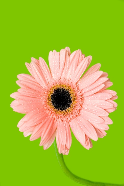 Zdjęcie zbliżenie różowej margarity gerbera na zielonym tle
