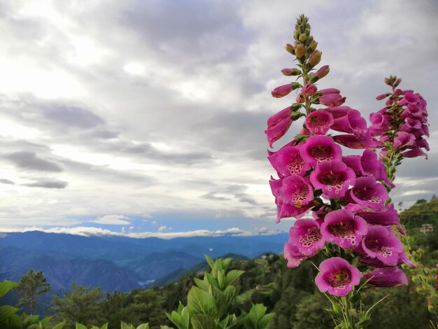 Zdjęcie zbliżenie różowej rośliny kwitnącej na chmurnym niebie