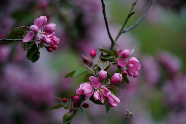 Zdjęcie zbliżenie różowej rośliny kwitnącej na drzewie