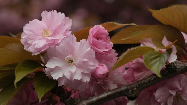 Zbliżenie różowej rośliny kwitnącej sakura kwiat wiśni wiosenne liście zielone i różowe