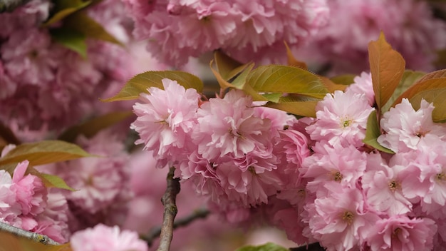Zbliżenie różowej rośliny kwitnącej sakura kwiat wiśni wiosenne liście zielone i różowe