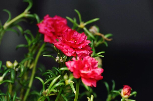 Zdjęcie zbliżenie różowej rośliny kwitnącej