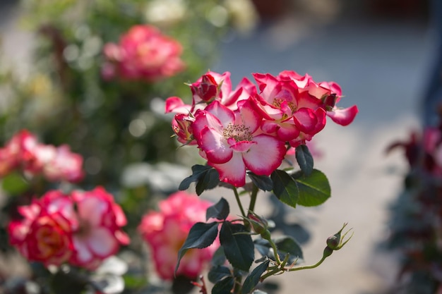 Zdjęcie zbliżenie różowej rośliny kwitnącej