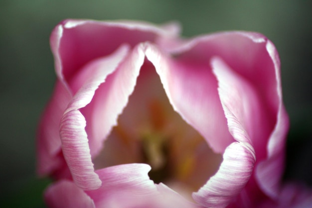 Zdjęcie zbliżenie różowej róży kwitnącej na świeżym powietrzu