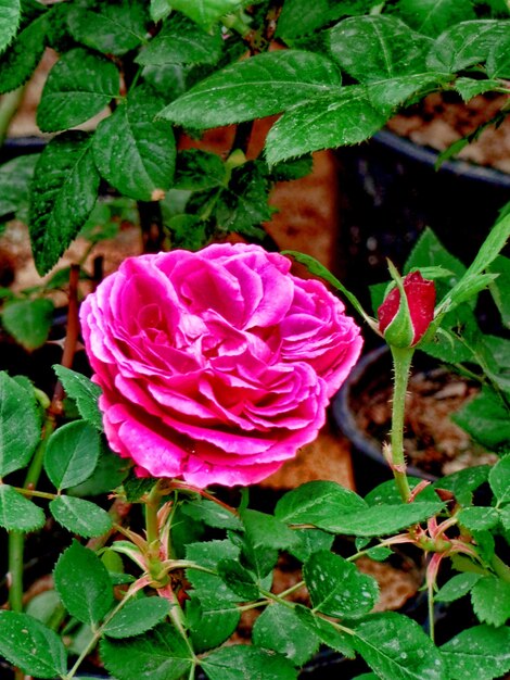 Zdjęcie zbliżenie różowej róży kwitnącej na świeżym powietrzu