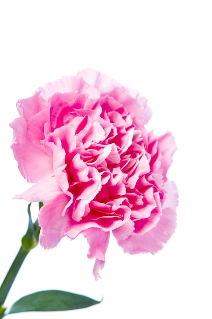 Zdjęcie zbliżenie różowej róży na białym tle