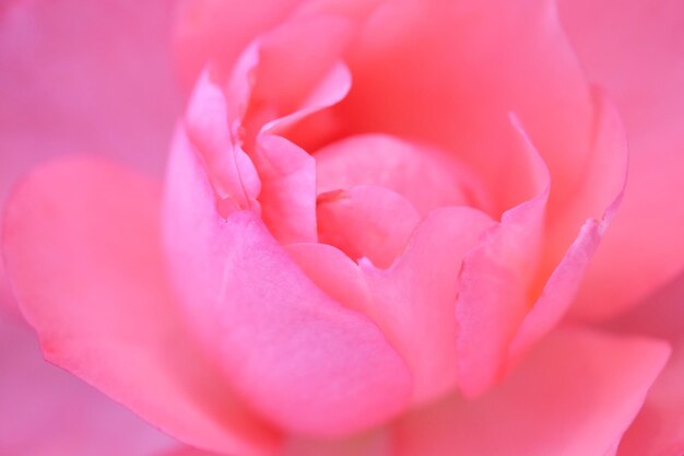 Zdjęcie zbliżenie różowej róży rosnącej na świeżym powietrzu
