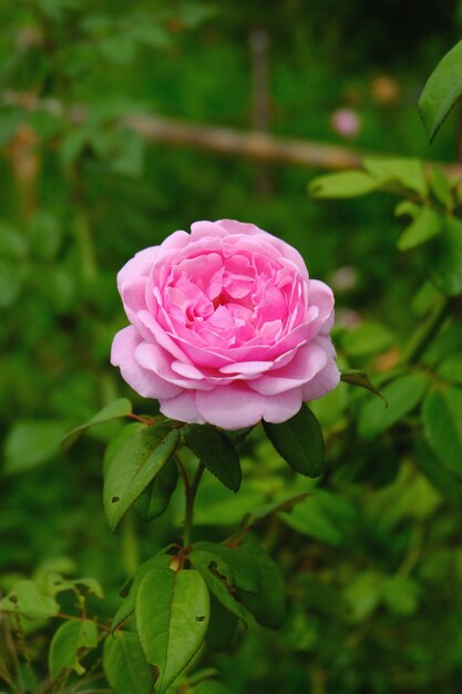 Zdjęcie zbliżenie różowej róży