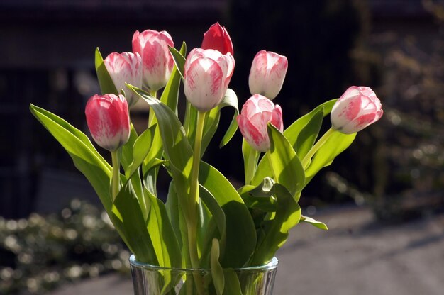 Zdjęcie zbliżenie różowej tulipany