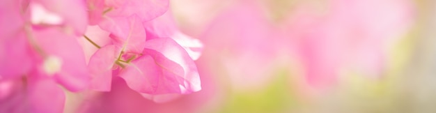 Zbliżenie różowy kwiat Bougainvillea