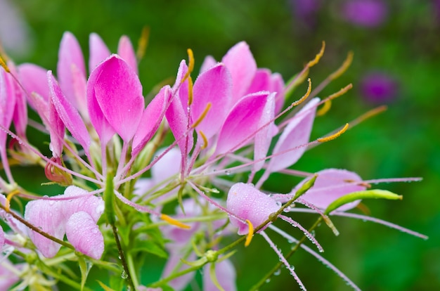 Zbliżenie różowy kwiat Cleome lub Spider wypełniony kroplami rosy w ogrodzie