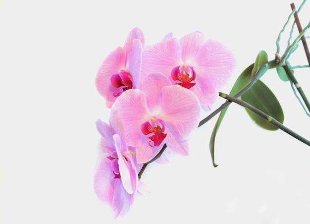 Zbliżenie różowy kwiat orchidei
