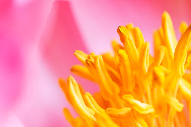 Zbliżenie różowy kwiat piwonii z żółtymi pręcikami piękno natury naturalne tło kwiatowe selektywne skupienie Naturalny świeży kwitnący kwiat piwonii Wiosna kwitnący estetyczny plakat kwiatowy makro