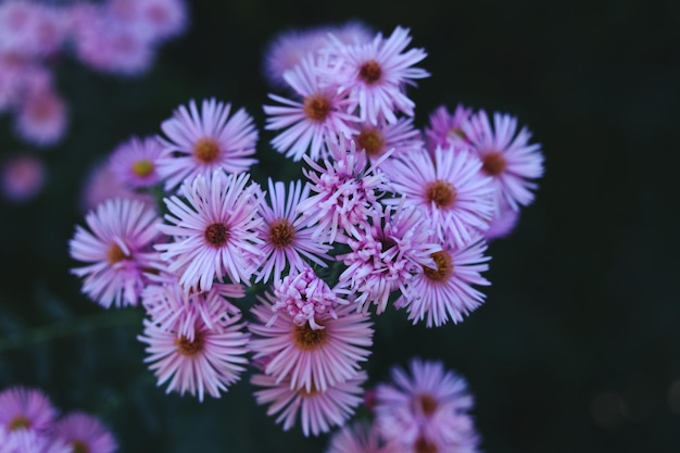 zbliżenie różowych kwiatów aster w ogrodzie jesieni