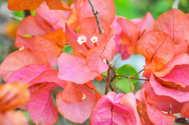 Zbliżenie różowych kwiatów bougainvillea kwitnących na świeżym powietrzu