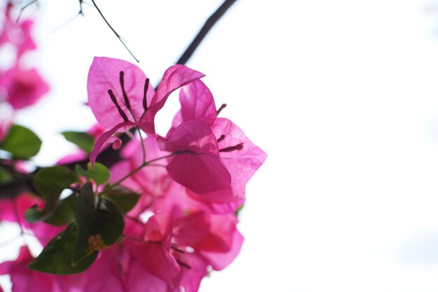 Zdjęcie zbliżenie różowych kwiatów bougainvillea