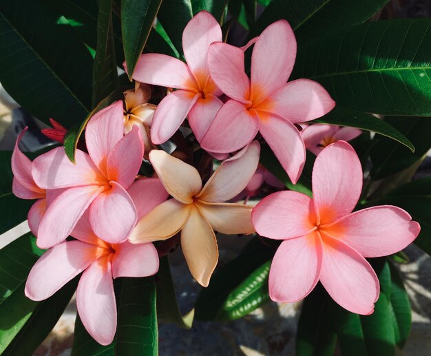 Zdjęcie zbliżenie różowych kwiatów frangipani