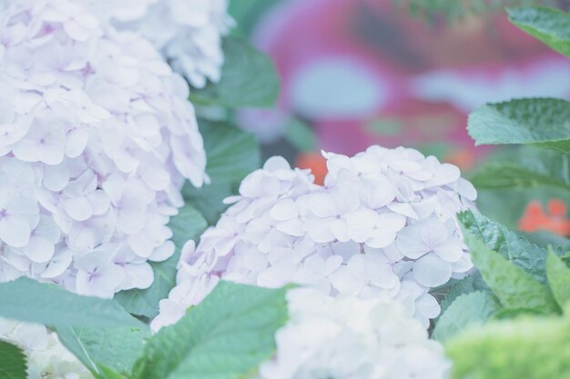 Zdjęcie zbliżenie różowych kwiatów hortensji