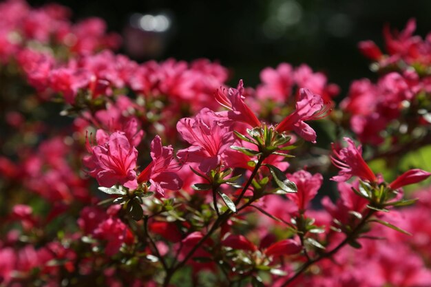 Zdjęcie zbliżenie różowych kwiatów kwitnących na zewnątrz