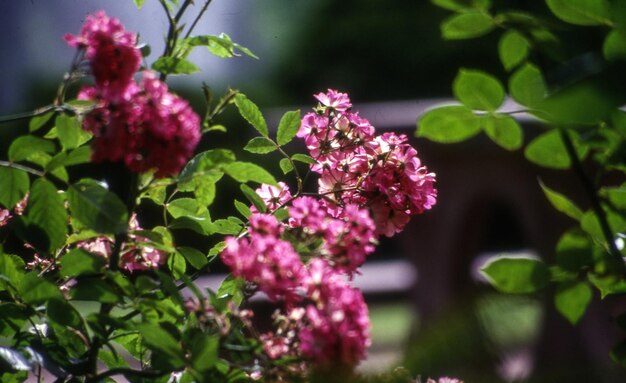 Zdjęcie zbliżenie różowych kwiatów kwitnących w ogrodzie