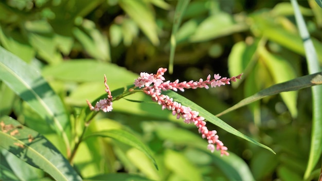 Zbliżenie różowych kwiatów Persicaria hydropiper Polygonum hydropiper znany również jako papryka wodna marshpepper knotweed ass smart lub tade