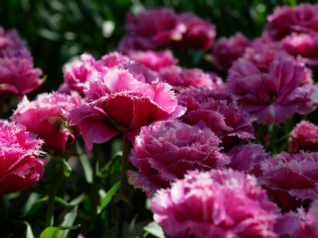 Zdjęcie zbliżenie różowych kwiatów w ogrodzie
