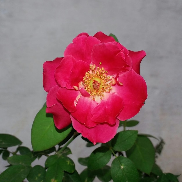 Zdjęcie zbliżenie różowych kwiatów