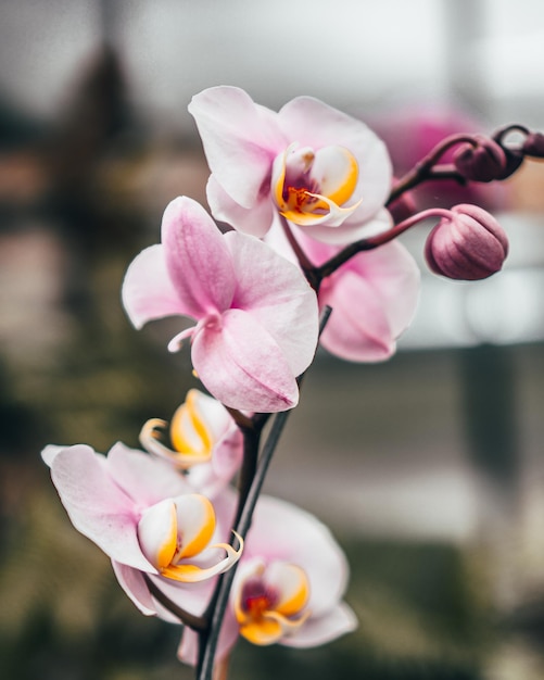 Zdjęcie zbliżenie różowych orchidei
