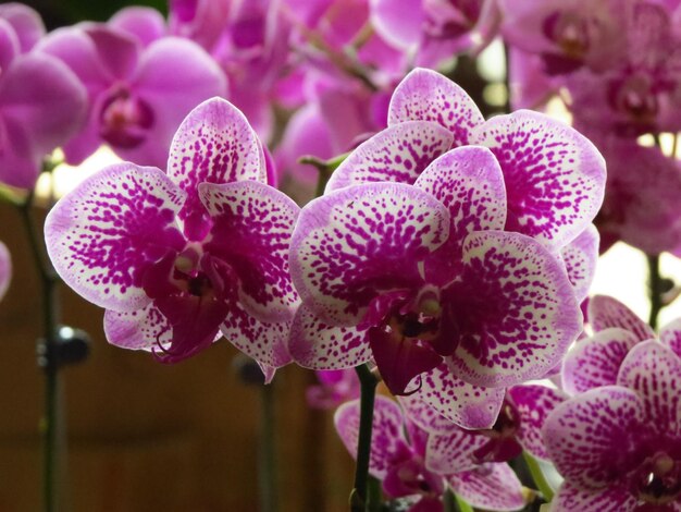 Zdjęcie zbliżenie różowych orchidei