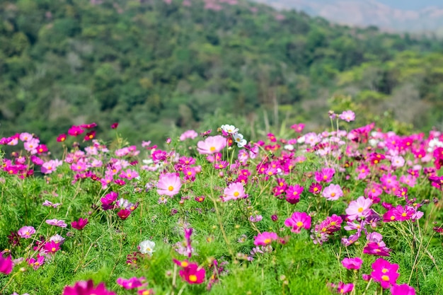 Zdjęcie zbliżenie różowych roślin kwitnących na polu