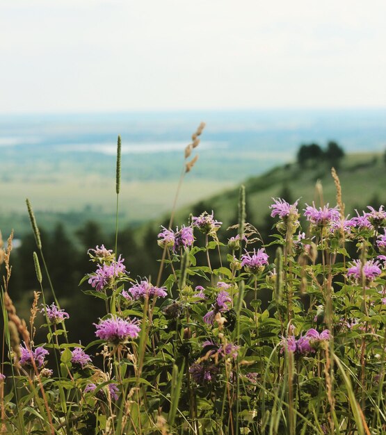 Zdjęcie zbliżenie różowych roślin kwitnących na polu