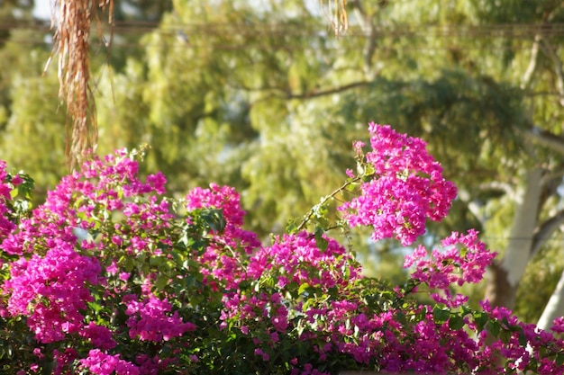 Zdjęcie zbliżenie różowych roślin kwitnących w parku