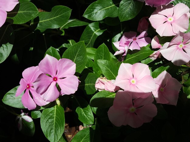 Zdjęcie zbliżenie różowych roślin kwitnących