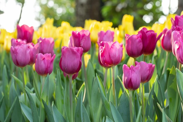 Zbliżenie różowych tulipanów na polu