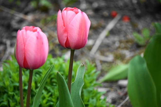 Zdjęcie zbliżenie różowych tulipanów na polu