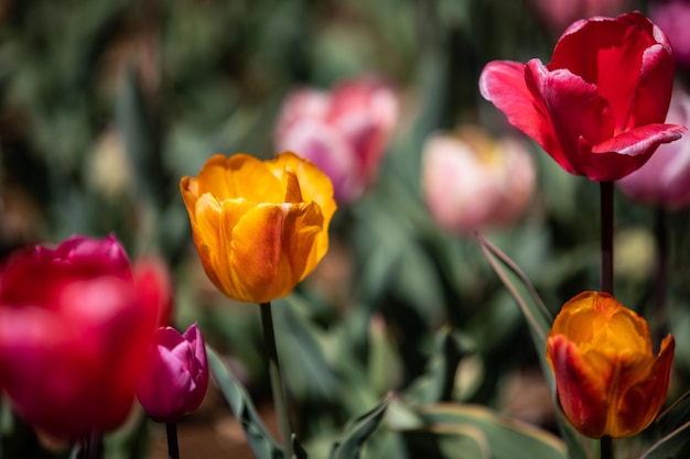 Zbliżenie różowych tulipanów