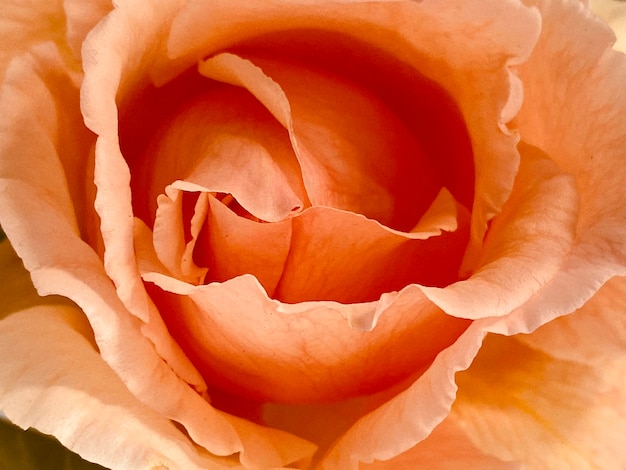 Zdjęcie zbliżenie róży
