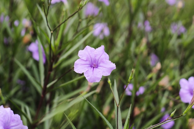 Zbliżenie Ruellia tuberosa Linn Acanthaceae, znanej jako krakers, jest tradycyjnie stosowane jako środek przeciwgorączkowy, przeciwbólowy, przeciwnadciśnieniowy itp.