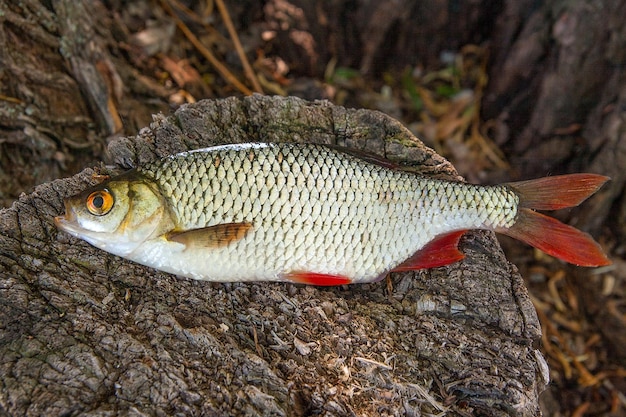 Zdjęcie zbliżenie ryb na skale