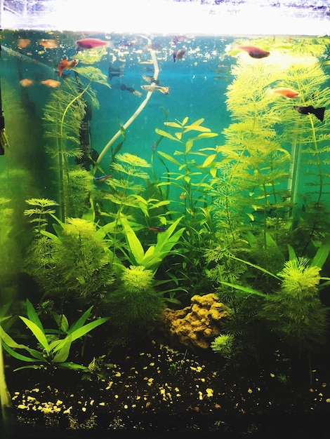 Zdjęcie zbliżenie ryb w akwarium