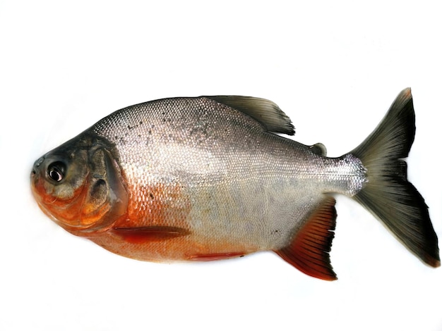Zbliżenie ryb