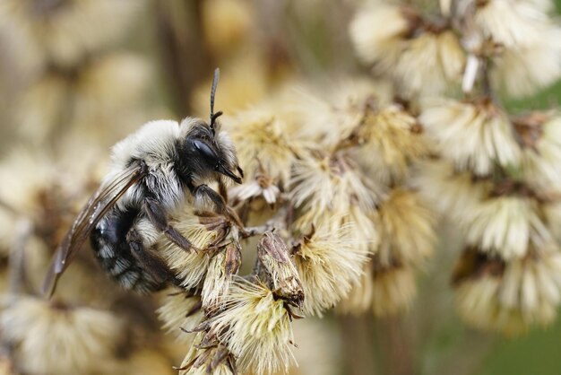 Zdjęcie zbliżenie samicy pszczoły górniczej andrena vaga zarażonej pasożytem stylops ater