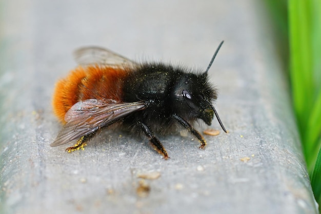 Zbliżenie samicy pszczoły rogatej murarki europejskiej, Osmiacornuta, w ogrodzie