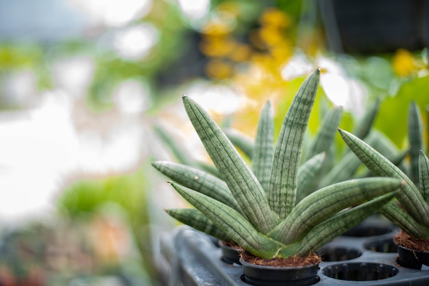 Zdjęcie zbliżenie sansevieria cylindrica bojer lub sansevieria stuckyi rosną w czarnych plastikowych doniczkach