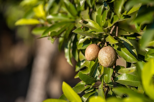 Zbliżenie Sapodilla rośnie na drzewie Sapodilla w tle ogrodu Sapodilla pozostawia w Tajlandii, owoce dla zdrowego